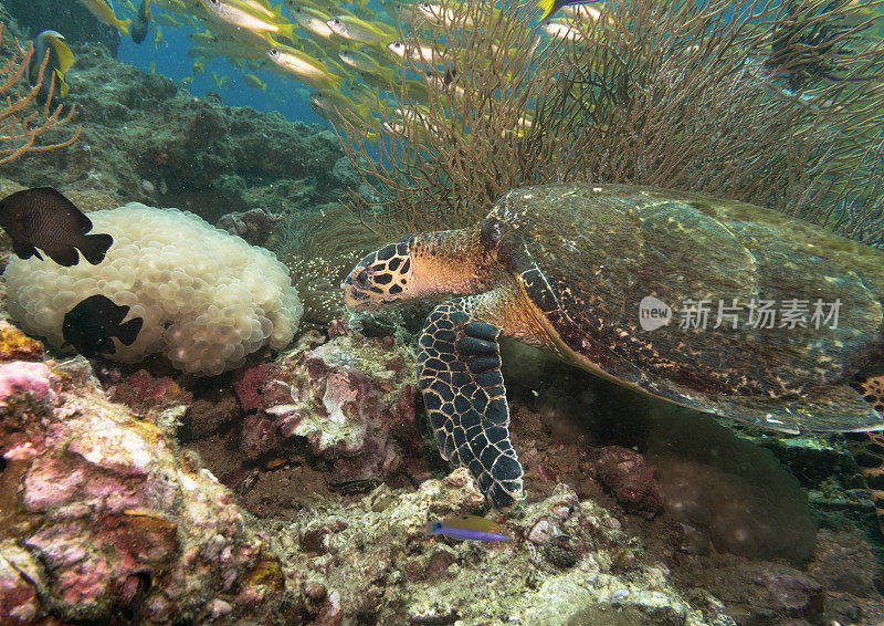 动物行为:极度濒危物种玳瑁海龟(Eretmochelys imbricata)